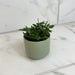 The Plant Farm® Houseplants Peperomia Trinervula Mini, 2" Plant