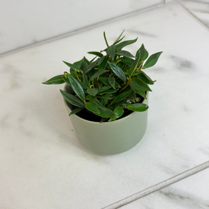 The Plant Farm® Houseplants Peperomia Trinervula Mini, 2" Plant