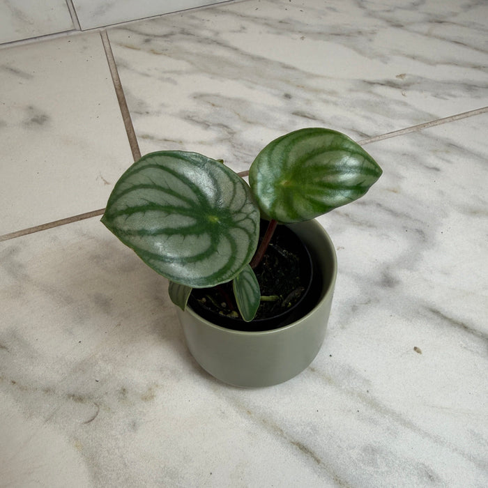 The Plant Farm® Houseplants Peperomia Watermelon, 2" Plant