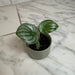 The Plant Farm® Houseplants Peperomia Watermelon, 2" Plant