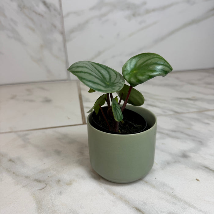 The Plant Farm® Houseplants Peperomia Watermelon, 2" Plant