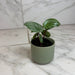 The Plant Farm® Houseplants Peperomia Watermelon, 2" Plant