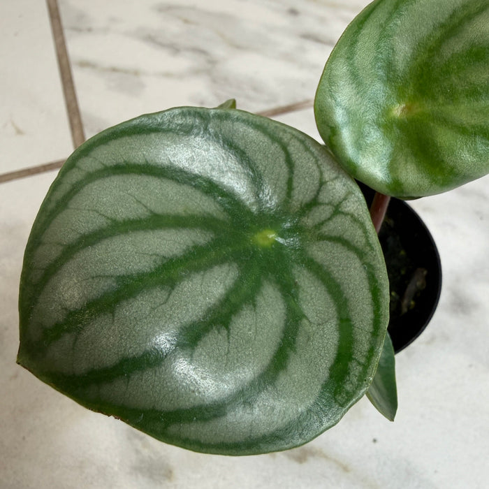 The Plant Farm® Houseplants Peperomia Watermelon, 2" Plant