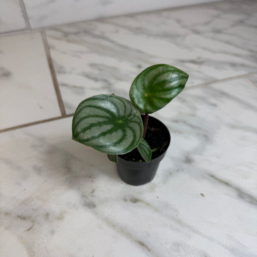The Plant Farm® Houseplants Peperomia Watermelon, 2" Plant