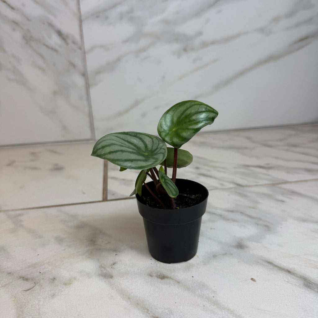 watermelon peperomia indoor plant Peperomia Watermelon, 2" Plant — The Plant Farm®
