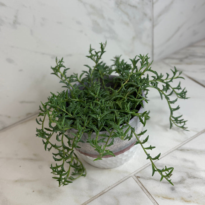 The Plant Farm® Houseplants Peregrinus String of Dolphins, 6” Plant