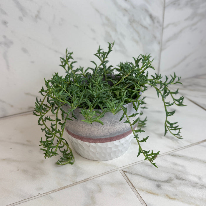 The Plant Farm® Houseplants Peregrinus String of Dolphins, 6” Plant