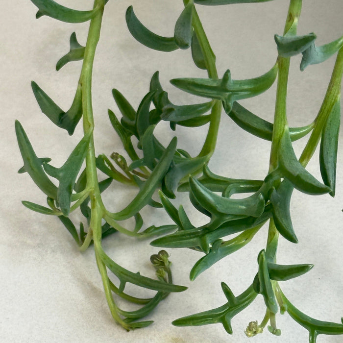 The Plant Farm® Houseplants Peregrinus String of Dolphins, 6” Plant