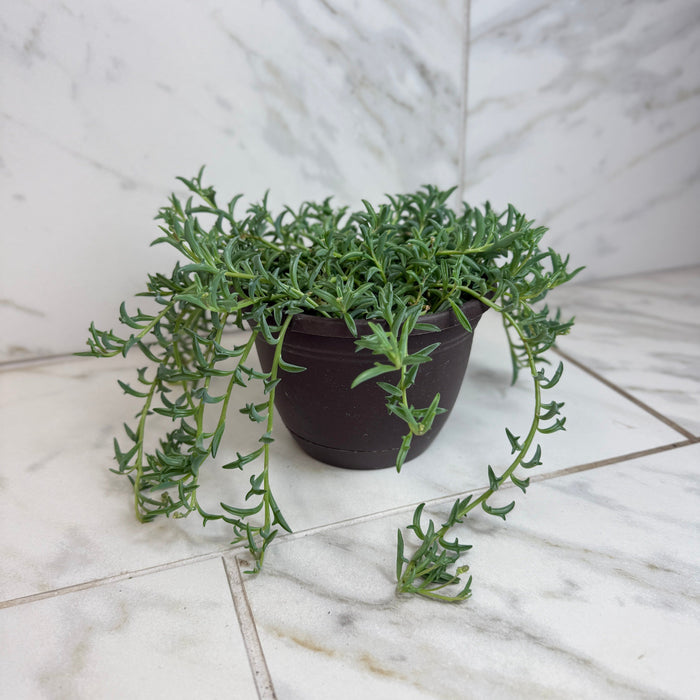 The Plant Farm® Houseplants Peregrinus String of Dolphins, 6” Plant