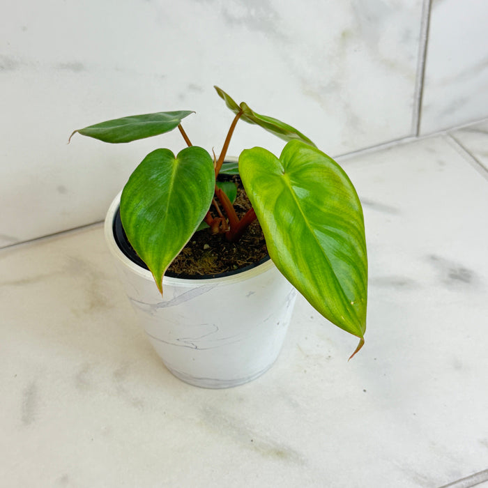 The Plant Farm® Houseplants Philodendron Billietiae x Pastazanum, 4" Plant