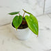 The Plant Farm® Houseplants Philodendron Billietiae x Pastazanum, 4" Plant