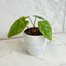 The Plant Farm® Houseplants Philodendron Billietiae x Pastazanum, 4" Plant