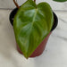 The Plant Farm® Houseplants Philodendron Billietiae x Pastazanum, 4" Plant