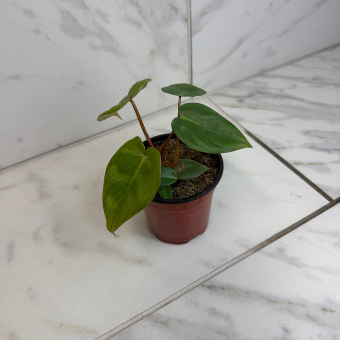 The Plant Farm® Houseplants Philodendron Billietiae x Pastazanum, 4" Plant