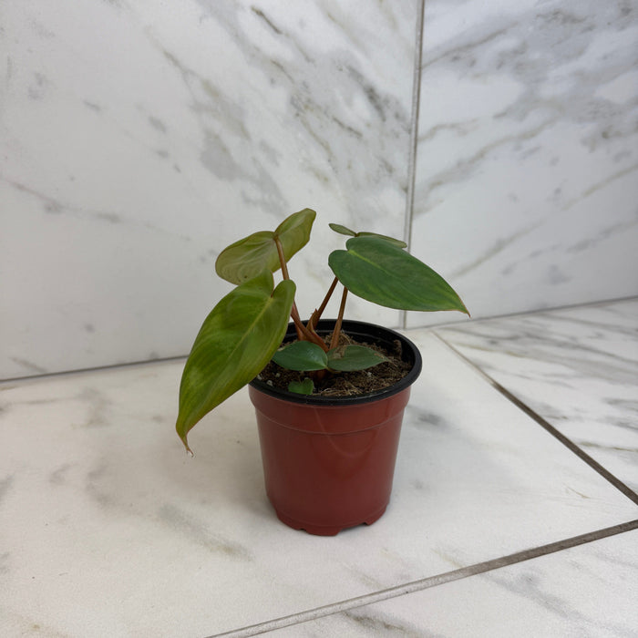 The Plant Farm® Houseplants Philodendron Billietiae x Pastazanum, 4" Plant