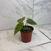 The Plant Farm® Houseplants Philodendron Billietiae x Pastazanum, 4" Plant