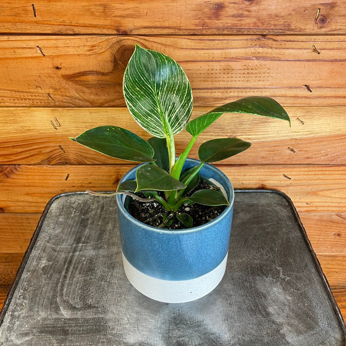 The Plant Farm® Houseplants Philodendron Birkin, 4" Plant