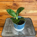 The Plant Farm® Houseplants Philodendron Birkin, 4" Plant
