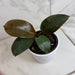 The Plant Farm® Houseplants Philodendron Black Cardinal, 4" Plant