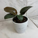 The Plant Farm® Houseplants Philodendron Black Cardinal, 4" Plant