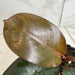 The Plant Farm® Houseplants Philodendron Black Cardinal, 4" Plant