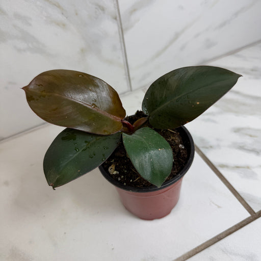 The Plant Farm® Houseplants Philodendron Black Cardinal, 4" Plant