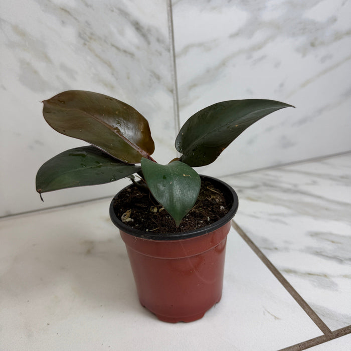 The Plant Farm® Houseplants Philodendron Black Cardinal, 4" Plant