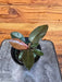 The Plant Farm® Houseplants Philodendron Black Cardinal, 4" Plant