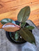 The Plant Farm® Houseplants Philodendron Black Cardinal, 4" Plant