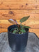 The Plant Farm® Houseplants Philodendron Black Cardinal, 4" Plant