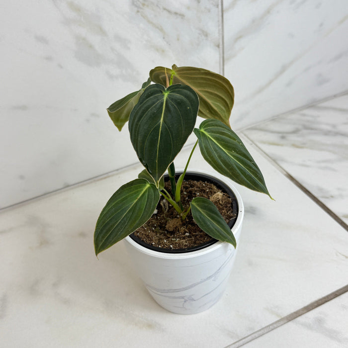 The Plant Farm® Houseplants Philodendron Black Gold, 4" Plant