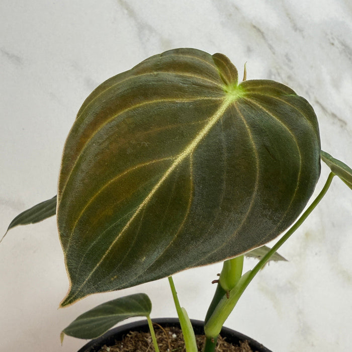 The Plant Farm® Houseplants Philodendron Black Gold, 4" Plant