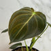 The Plant Farm® Houseplants Philodendron Black Gold, 4" Plant