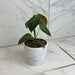 The Plant Farm® Houseplants Philodendron Black Gold, 4" Plant