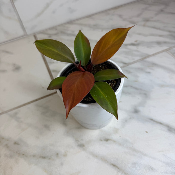 The Plant Farm® Houseplants Philodendron Blood Luna, 4" Plant