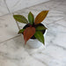 The Plant Farm® Houseplants Philodendron Blood Luna, 4" Plant