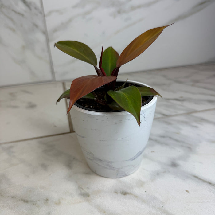 The Plant Farm® Houseplants Philodendron Blood Luna, 4" Plant
