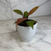 The Plant Farm® Houseplants Philodendron Blood Luna, 4" Plant