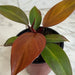 The Plant Farm® Houseplants Philodendron Blood Luna, 4" Plant