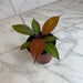 The Plant Farm® Houseplants Philodendron Blood Luna, 4" Plant
