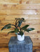 The Plant Farm® Houseplants Philodendron Bloody Mary, 4" Plant