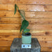 The Plant Farm® Houseplants Philodendron Burle Marx Fantasy with Moss Pole - Pick Your Plant, 4" Plant