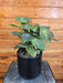 The Plant Farm® Houseplants Philodendron Camposportoanum, 6" Plant