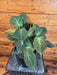 The Plant Farm® Houseplants Philodendron Camposportoanum, 6" Plant