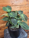 The Plant Farm® Houseplants Philodendron Camposportoanum, 6" Plant