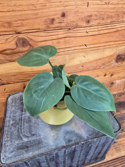 The Plant Farm® Houseplants Philodendron Cordatum, 4" Plant