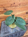 The Plant Farm® Houseplants Philodendron Cordatum, 4" Plant