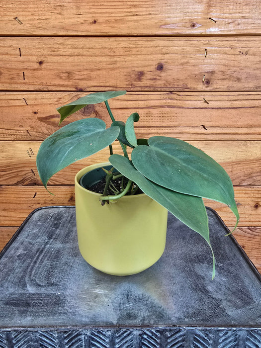 The Plant Farm® Houseplants Philodendron Cordatum, 4" Plant