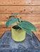 The Plant Farm® Houseplants Philodendron Cordatum, 4" Plant