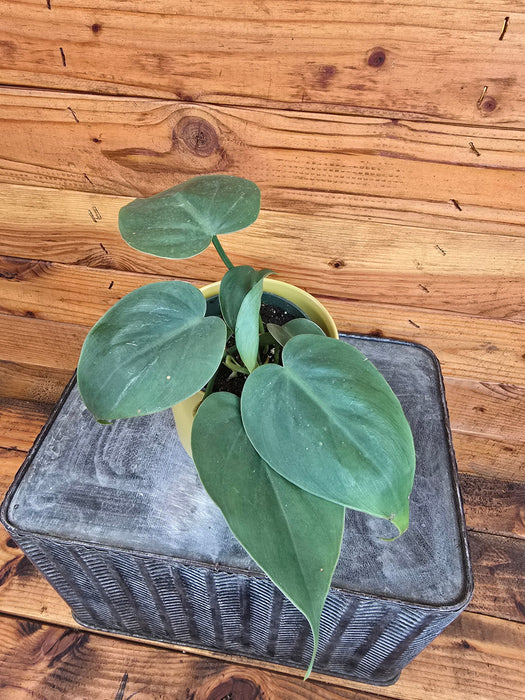 The Plant Farm® Houseplants Philodendron Cordatum, 4" Plant